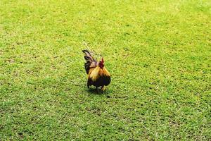 bantam chicken oder ayam kate oder ayam katai in indonesischer sprache, auf der suche nach essen auf der grünen wiese. foto