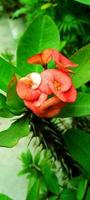 Euphorbia-milii-Blume foto