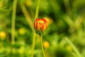 Cosmos ist eine blühende Pflanze aus der Familie der Sonnenblumen. foto