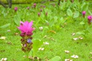 rosafarbene krachia-blumen, die im chatuchak-park, bangkok, thailand blühen. foto