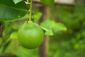 grüne Zitronenfrucht, die im Bauerngarten hängt foto