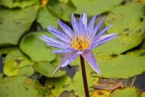 blauer lotus blühende schönheit natur im wassergartenpark thailand foto