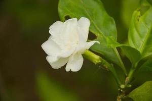 weiße jasminblüten, die im chatuchak park, bangkok, thailand blühen foto