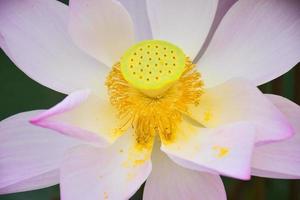 rosafarbene lotusblätter und staubblätter im chatuchak park, bangkok, thailand foto