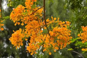 orange pfauenblumen und bäume im chatuchak park, bangkok, thailand, natürlich schön. foto