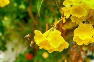 Bienen auf cascabela thevetia foto