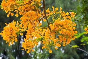 orange pfauenblumen und bäume im chatuchak park, bangkok, thailand, natürlich schön. foto