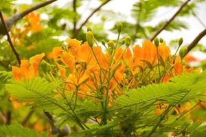 orange pfauenblumen und bäume im chatuchak park, bangkok, thailand, natürlich schön. foto