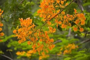 orange pfauenblumen und bäume im chatuchak park, bangkok, thailand, natürlich schön. foto