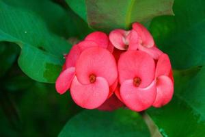 rosa und rote poi sian kaktusblumen in voller blüte foto