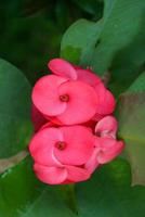 rosa und rote poi sian kaktusblumen in voller blüte foto