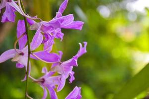 orchidee lila blühende hängende schönheit natur in farm thailand foto