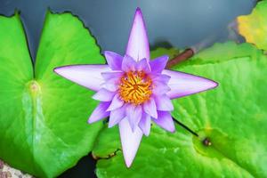 Lotus ist viele Farben und schön in Teichen, ist ein Symbol des Buddhismus. foto