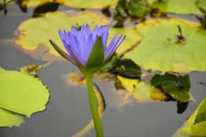 blauer lotus blühende schönheit natur im wassergartenpark thailand foto