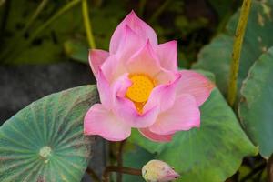 gelber blumenschönheits-naturlotus, der im gartenpark thailand blüht foto