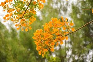 orange pfauenblumen und bäume im chatuchak park, bangkok, thailand, natürlich schön. foto