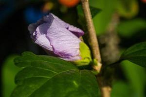 morgens blühen die ersten lila hibiskusblüten foto