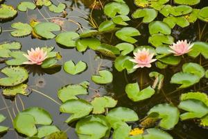 rosa lotusblume, die im wassergarten bangkok thailand blüht foto