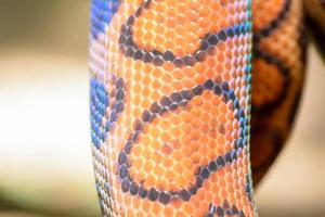 Textur des Regenbogenschlangenfells foto