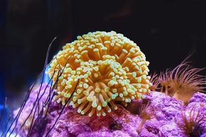Die Seeanemone ist die Farbe des Meeres. foto