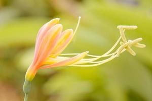 eucrosia bicolor ist eine pflanzenart, die in ecuador und peru vorkommt. foto