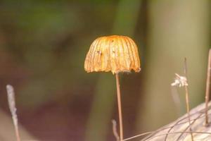 Schließen Sie herauf Pilz im Garten auf Naturhintergrund. foto