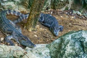 das siamesische krokodil in einem teich in einem waldmodell. foto