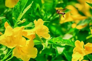 Bienen auf cascabela thevetia foto