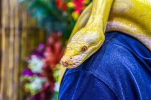 Albino-Burma-Python foto