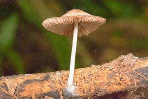 Pilz im Regen im Garten auf Naturhintergrund hautnah. foto