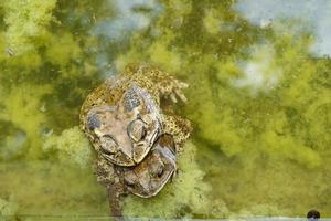 Frosch brüten foto