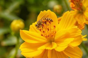 Bienen auf Kosmosblume foto