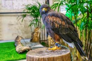 Harris' Hawk sind Posen auf dem Holz. Es ist ein beliebtes Haustier in Thailand. foto
