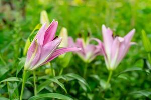 Lilie im Garten auf Naturhintergrund. foto