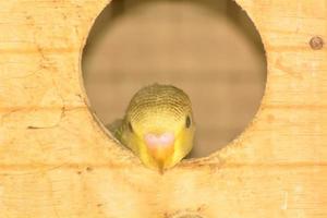 Baby-Wellensittich im Nest foto