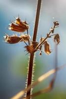 poaceae oder gramineae foto