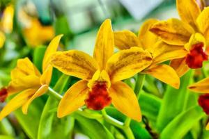 Orchidee ist leuchtende Farben und schön foto