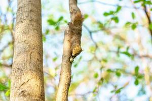 Eichhörnchen essen Nuss auf dem Baum foto
