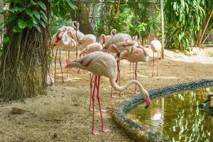 Viele größere Flamingos foto