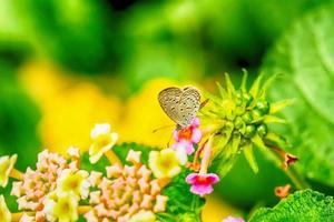 Schmetterling und Blumen foto