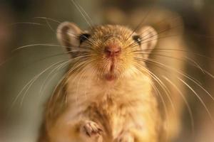 Rennmaus oder Wüstenratten genannt foto