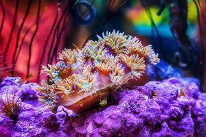 Die Seeanemone ist die Farbe des Meeres. foto