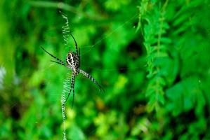 Spinnen im Garten foto