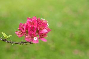 Rosa Bougainvillea auf Grün. foto