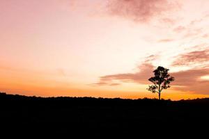 die Silhouette des Baumes vor Sonnenaufgang foto