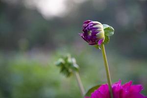 schöne rosa Blütenknospen mit verschwommenem Hintergrund. Frühlingsblumenknospe. Dahlie Blütenknospe natürliche Ansicht foto