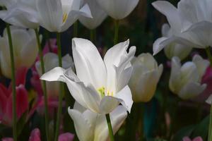 weiße Tulpenblüten foto
