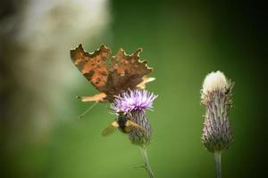 Schmetterling landet auf einer Distel foto