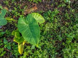 Die Taro-Pflanze, die am Straßenrand wächst, hat breite, dünne grüne Blätter foto