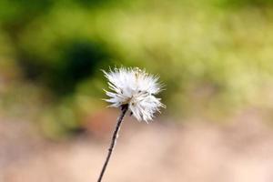 schöner Schnappschuss einer einzelnen Blume foto